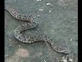 This low-fi quality video shows a breeding explotion of amphibians in the dry chaco of Argentina, as well as a number of snakes. All footage produced and shot by Andrés Sehinkman. 2000. (andressehinkman@yahoo.com.ar), all rights reserved.