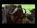 Herbivores fighting off carnivores.