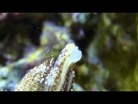 how to attach zoas to rock