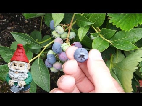 how to harvest blueberries
