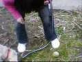 videos de bobby mon tit chien adore