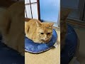 今朝はひんやりクッションの上で座ってますね😺 #toraneko #cat #かわいい猫 #cute #cutecat #茶トラ猫 #猫のいる暮らし #猫のいる生活 #猫好きさんと繋がりたい #癒し