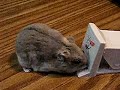 Popcorn at His PC