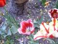 videos de Las Flores de Delfina