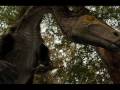 YouTube - Tribute to Nothronychus