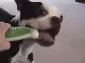 Funny Dog With his Bone