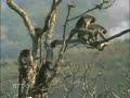 monkeynutz