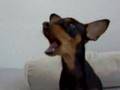 mini pinscher talking