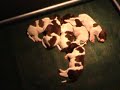 23-03-2007 - Dutje doen