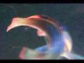 Scott Fairy Wrasse Tonga 1.MPG