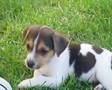 Jack Russell Terrier