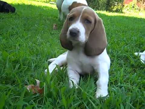 Basset Hound Female Puppy #2
