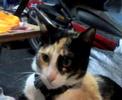 gata nora gata nora