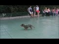 Manhattan Dog Park