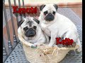 Cachorritos de CARLINO!!