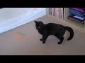 Katie's Carrot (warning: kitten video) http://is.gd/4O5x4