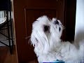mi perrito tui