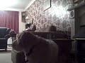 Teleporting Dog