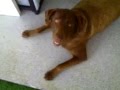 title="Dog