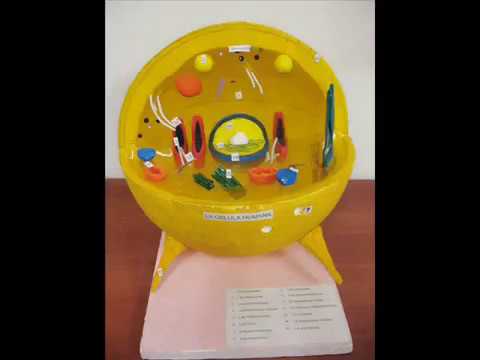 maqueta de la celula - Videos | Videos relacionados con maqueta de la ...