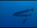 Fernando de Noronha - SUB - Parte 2 Fernando de Noronha - SUB - Parte 2