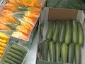 Niederlande Sehenswürdigkeiten - Gemüseanbau in Holland