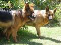 videos de Mi perro dinamita Zamba Zeci