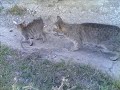 S?RYA (ZEYT?NL?K K�Y�) ARTV?N