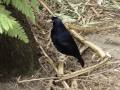bower bird