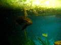 videos de Herotilapia - Community Tank Deposition II