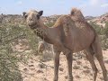 Somalia Somalia