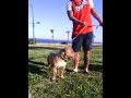 Click here to watch this video $-BEACH BULLY KENNEL-$ MOJACAR BEACH