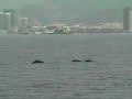 Humpback Whales off Oahu