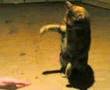 videos de Sternchen Fingerkloppe