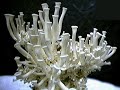 Check us out at Mushymart.net for all your mushroom growing needs.