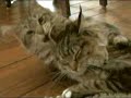 Maine Coon Kittens First Meet Maine Coon Kittens First Meet