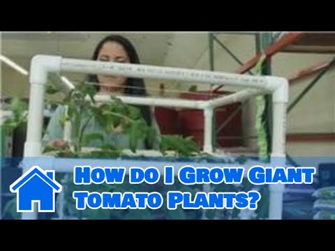how to grow vegetables in pvc pipe