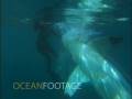 Stock Footage Scuba Diver Attacked By Shark