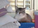 prince mitsy catsy !!!!