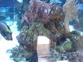 Gills Marine