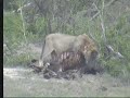 Lion Drags Carcass into the Trees, 12/26/06..