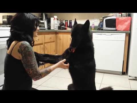 Download Video Luna the Wolfdog is Happy We're Home Download Video Luna the Wolfdog is Happy We're Home