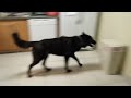 Unduh Video Luna the Wolfdog is Happy We're Home Unduh Video Luna the Wolfdog is Happy We're Home