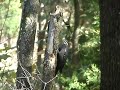 ....Pileated Woodpecker doing its thing....