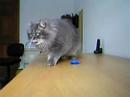 This video is for a monthly challenge in dog training - this month we are supposed to teach our dog to retrieve a previously unfamiliar object from a distance of at least 2 meters away. My dog already retrieves, so I decided to try it with my cat... we'll see how this goes ;)