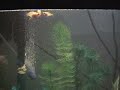 Platy Babies