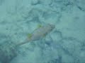 Puffer fish, Sharm El Sheik Egypt