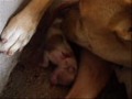parto pit bull hanna