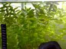 meu aquario 