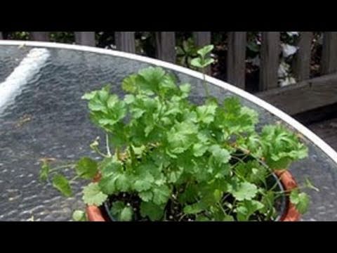how to replant coriander